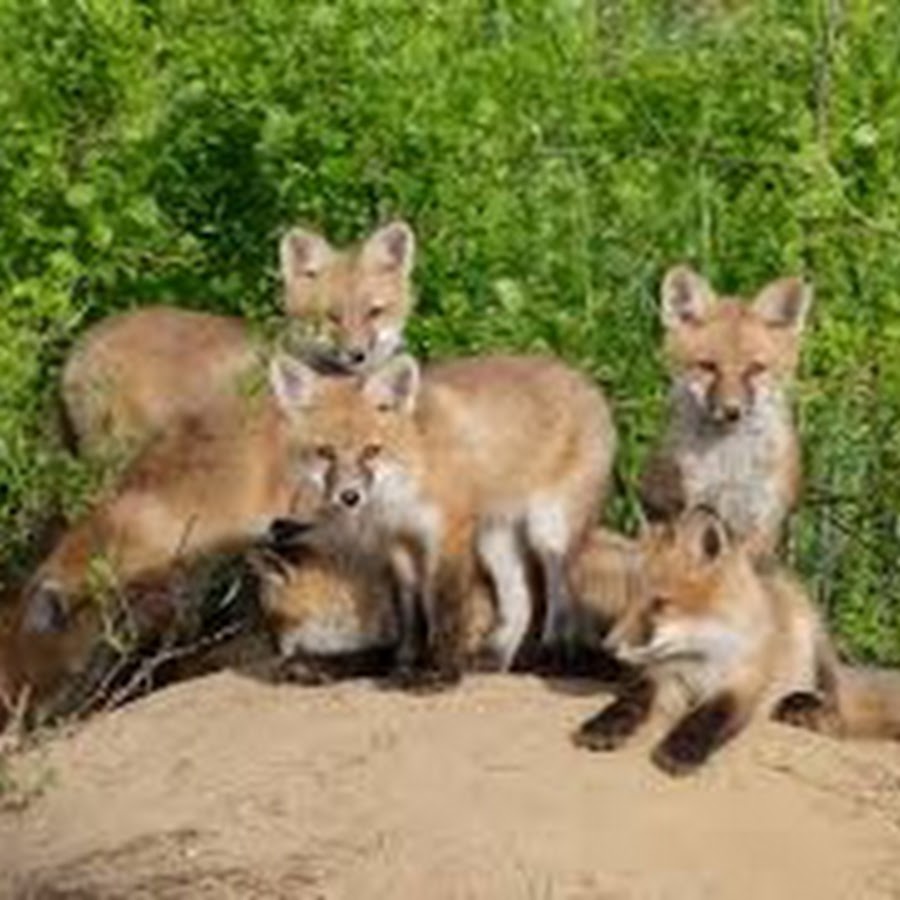 Две лисы. Кроноцкий заповедник лисы. Текст лисья семья. Стая лисиц. Много лисиц.