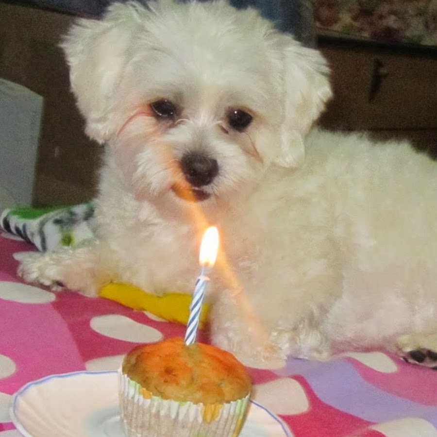 fefay lopez - YouTube