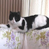 KOULINA