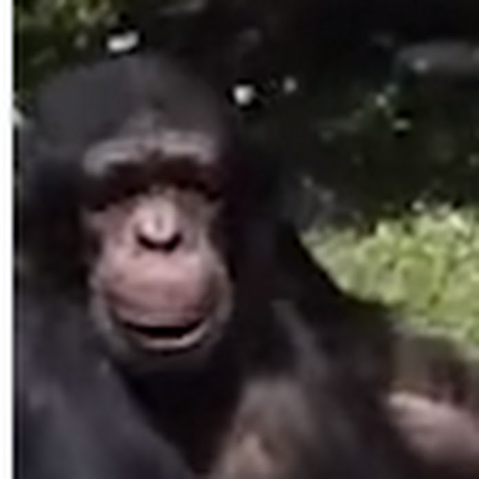 Fanggotten Net Worth & Earnings (2026)