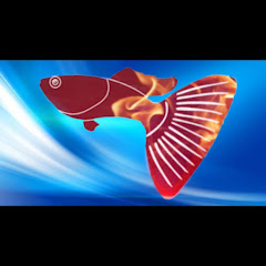 Playtube Pk Ultimate Video Sharing Website