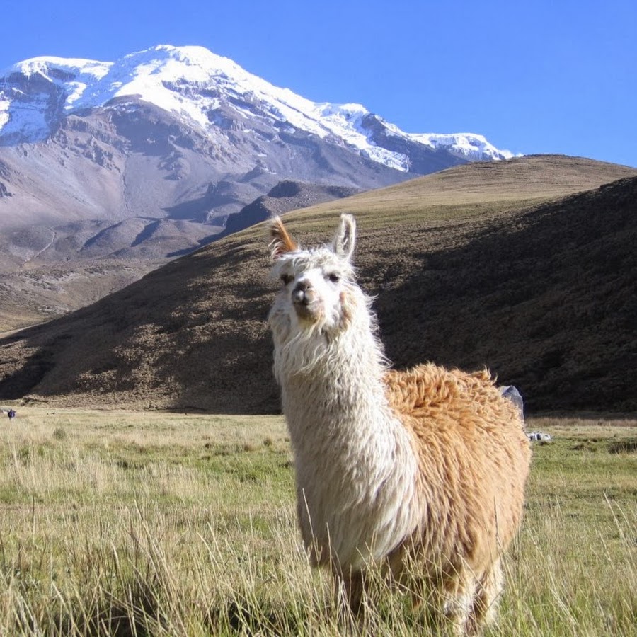 Лама в горах. Дикая лама гуанако. Лама населяет самые длинные горы. Ламы в андах. Альпака тибет.