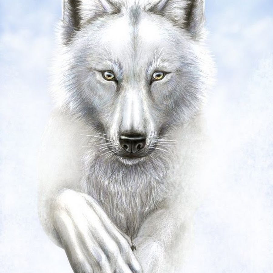 Волк анфас рисунок