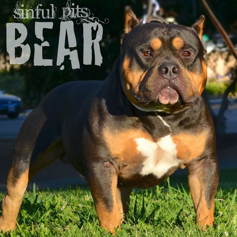 sinfulpits - YouTube