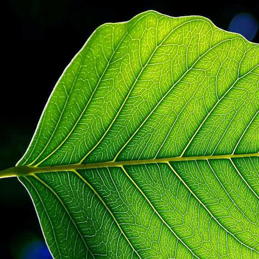 Leaf life. Зеленый лист сосуды. Leaf Life Technology.