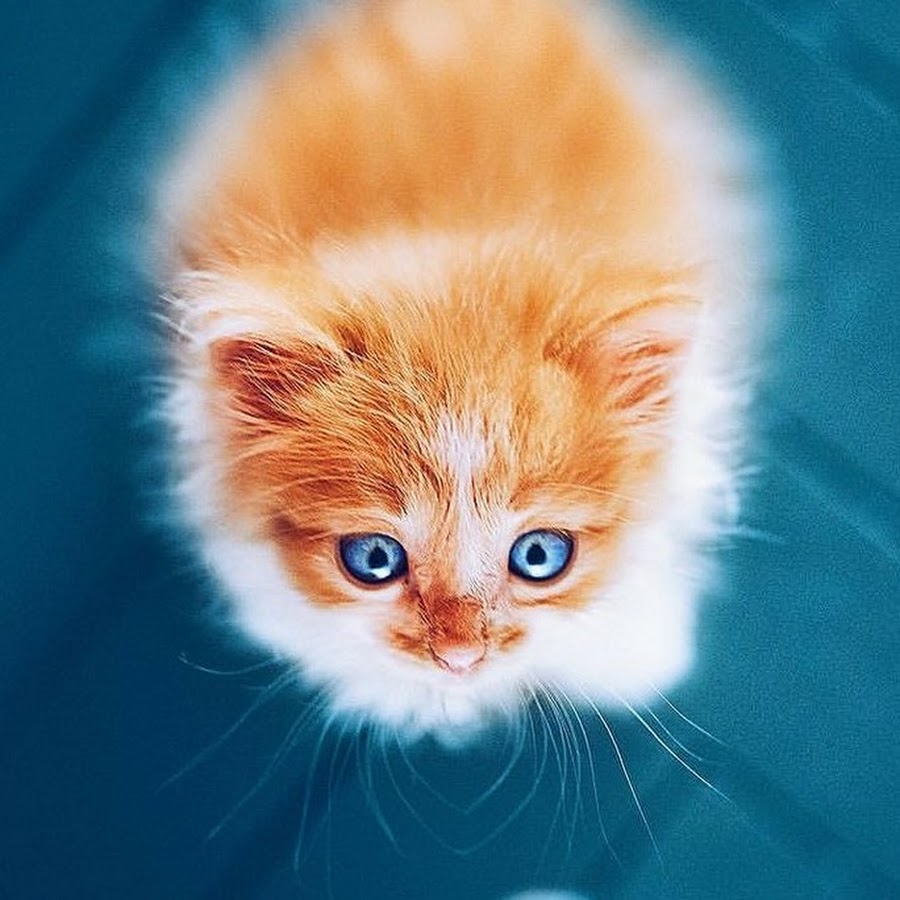 Позволь себе сиять. Поверь в волшебство. Позволь себе сиять. Не позволяй своим сковородкам сиять ярче. Позволь себе сиять.