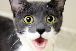 Meowing Cat meowing free stock photo