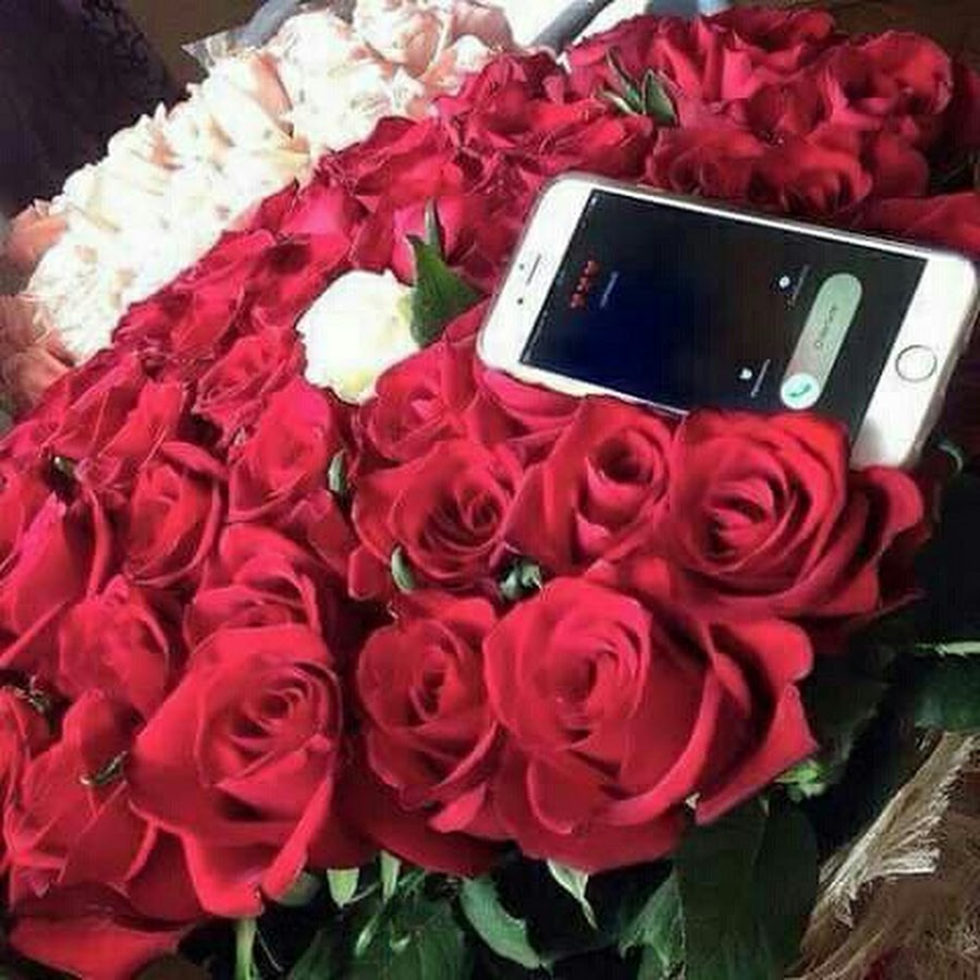 Розы и айфон подарок