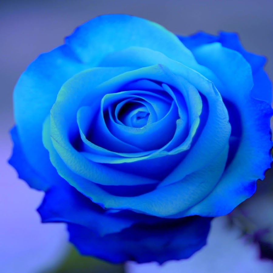 Blue Roses For Sale YouTube