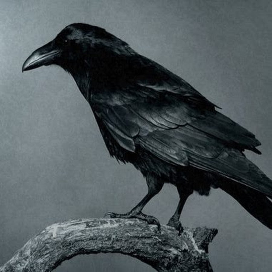 Ворон цвет