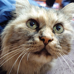 きっずめもりー放送局