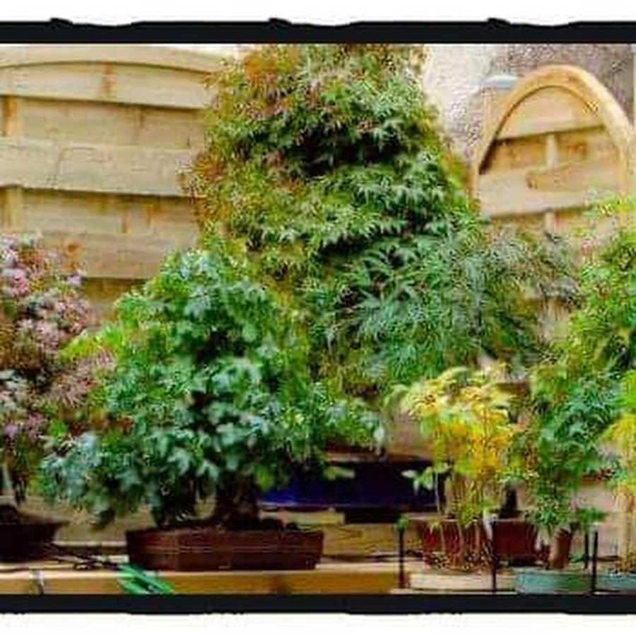 Bonsaikido, tienda y escuela de Bonsái en Madrid YouTube