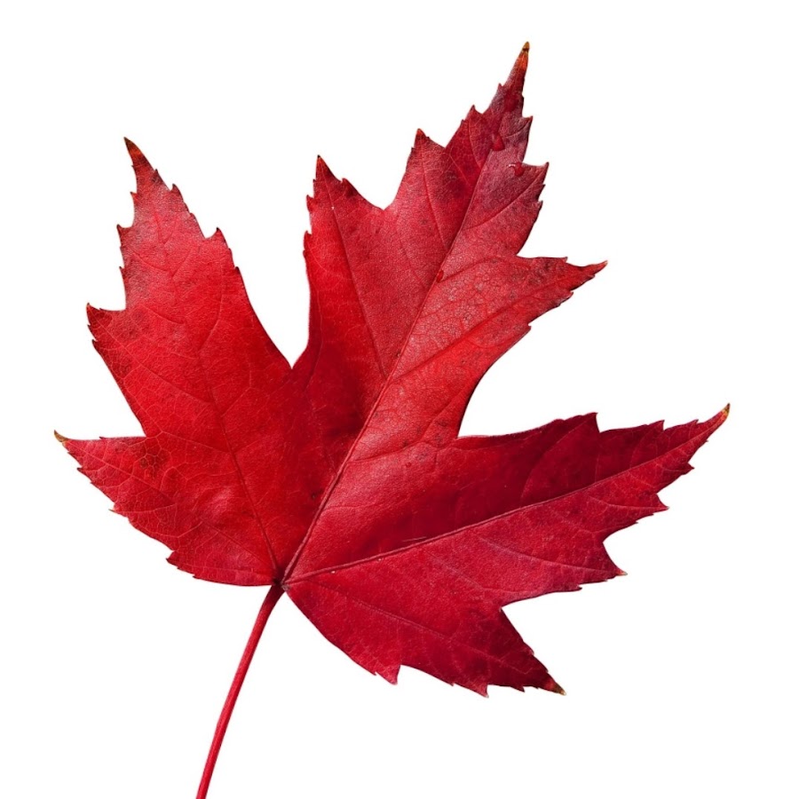 Красный лист. Красные листья на прозрачном фоне. Красный кленовый лист. Осенние листья. Кленовый лист красного цвета.
