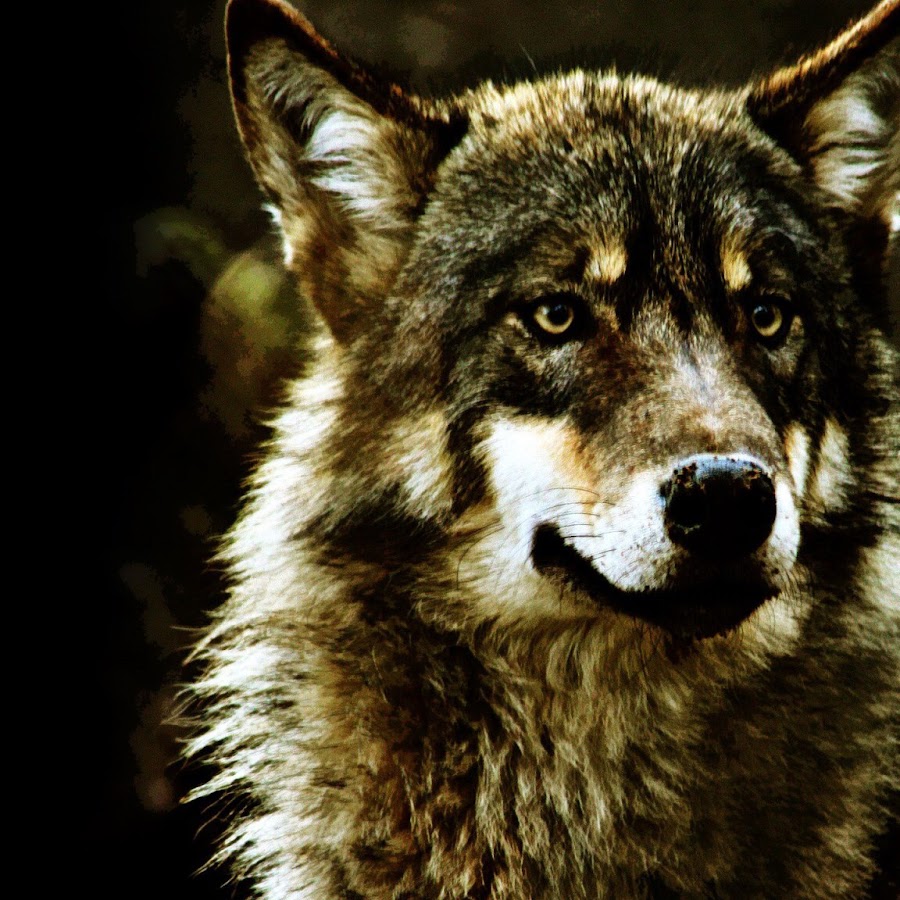 KILLER WOLF - YouTube