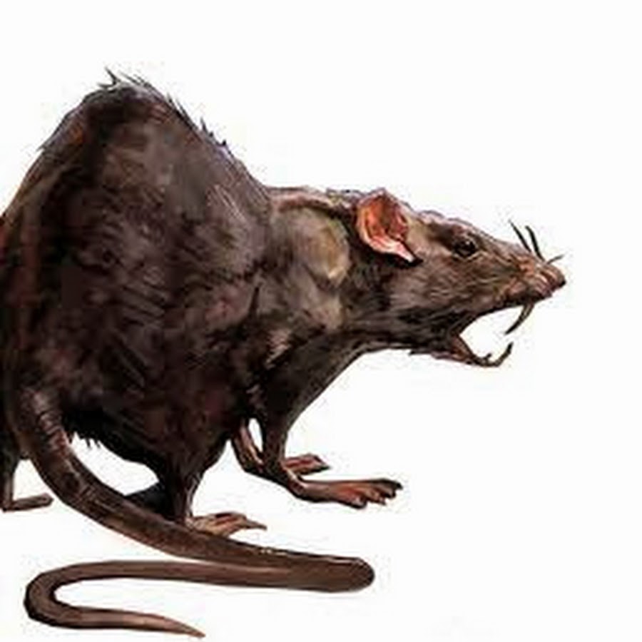 Страшная мышь