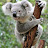 Caden Koala