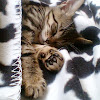 LikeAKitty