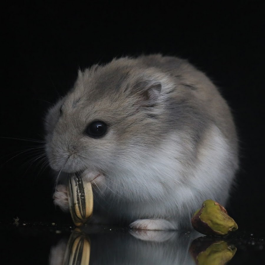 Ich habe hamster. Distorted hamster funny. Ich habe hamster. Чувыдра. Хамстер дамн.