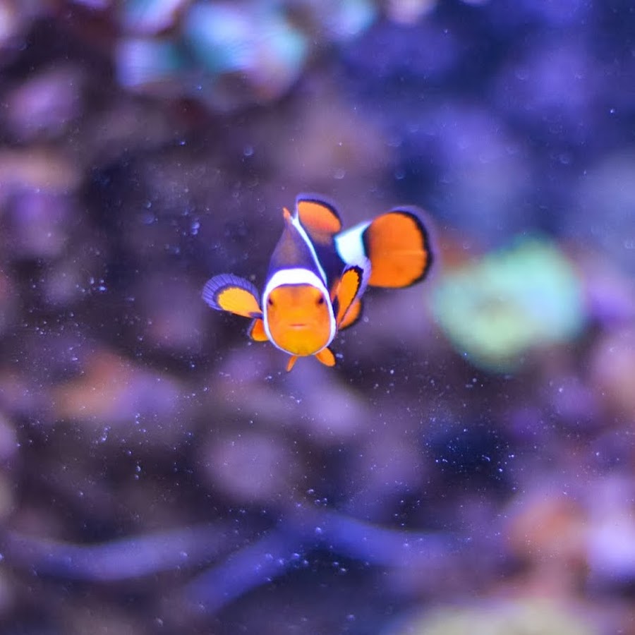 Mrandmrstang Youtube