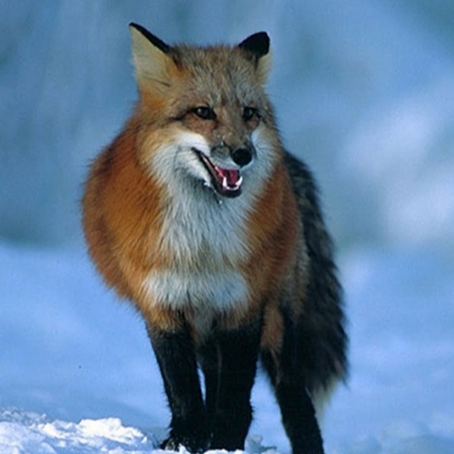 Красная лиса Ухта. Crimson Fox. Fox standing. Fox 14