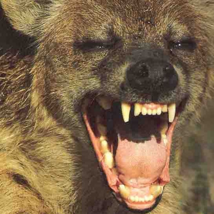 Гиена ржет. Гиена в саванне. Гривастая гиена. Угарающая гиена. Смех гиены.