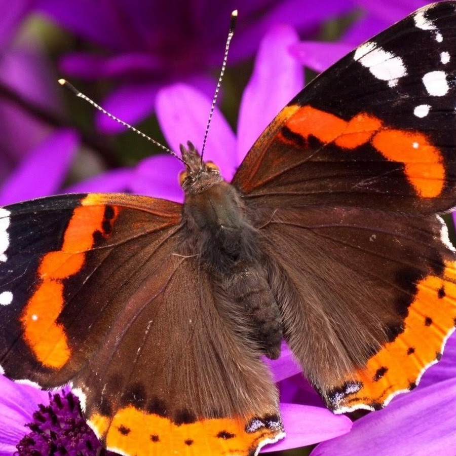 Лепесток крыло бабочки. Бабочка. Бабочка на цветке. Сиреневые бабочки. Бабочки картинки красивые.
