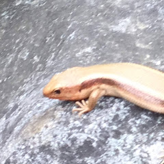 宇都宮和斗K.U