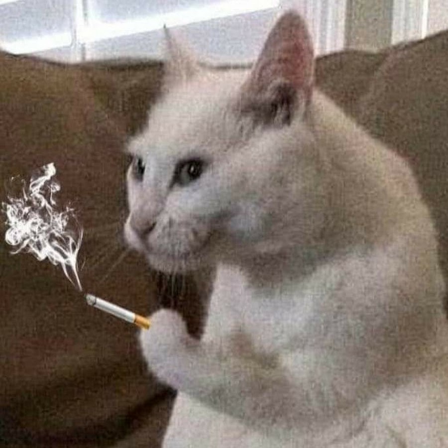 Котик показывает класс