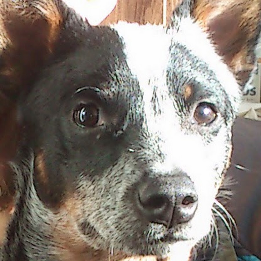 Hobo [Australian Cattle Dog] YouTube