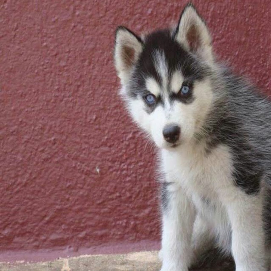 Cute siberian. Хаски. Подросший щенок хаски. Щенки хаски фото. Немецкая хаски.