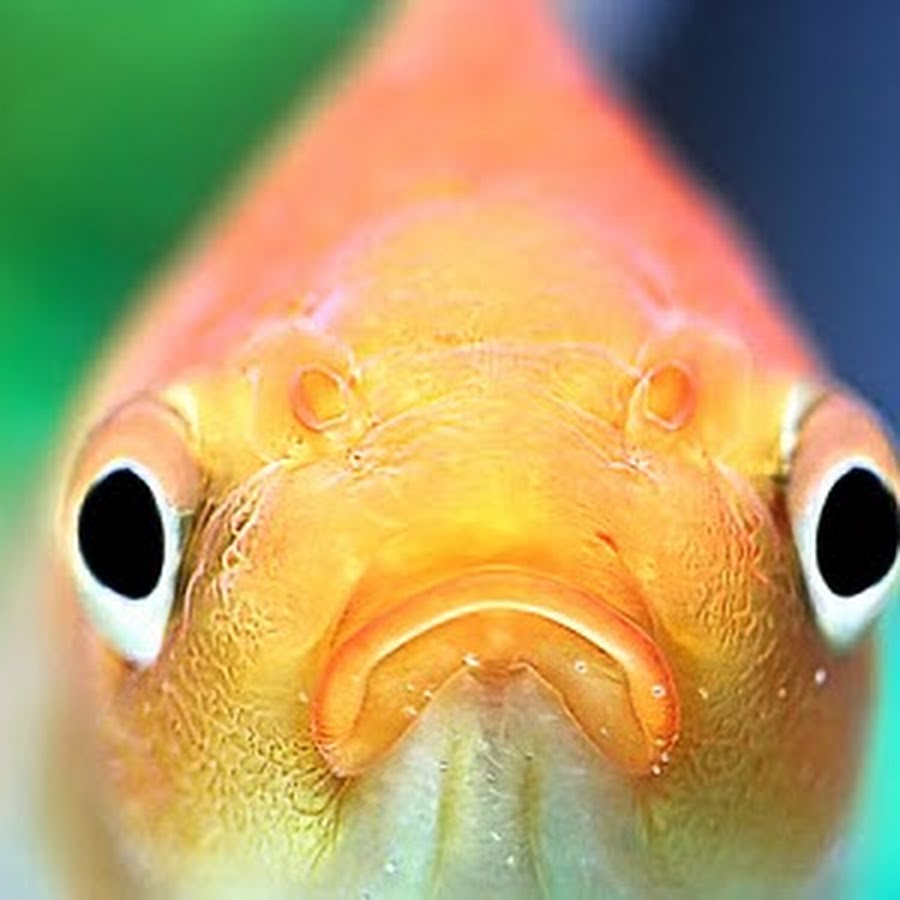 Глаза как у рыбки