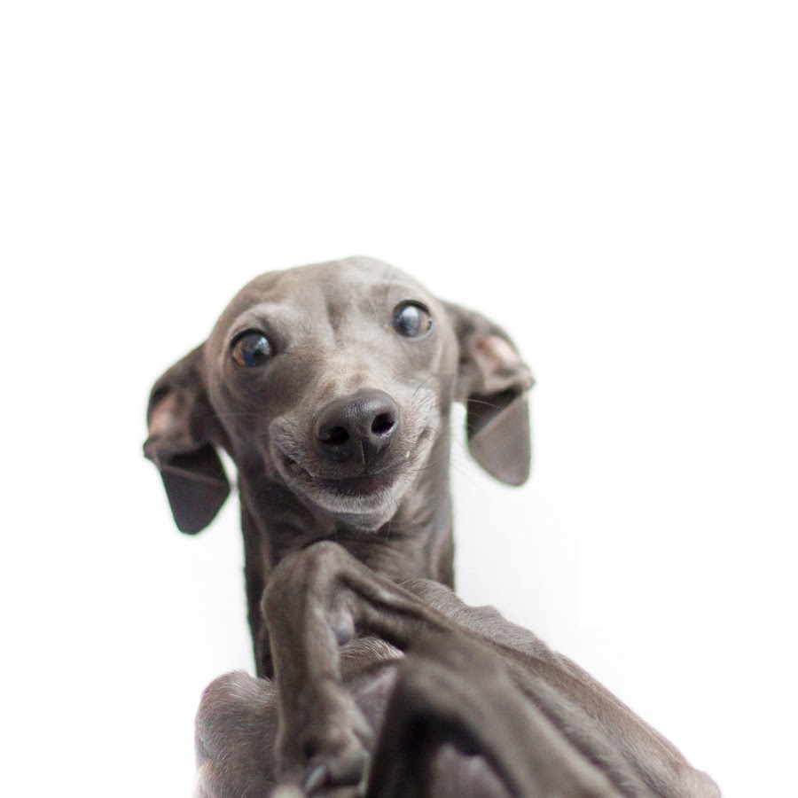 Milo The Dog YouTube