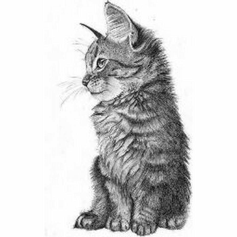 Cat Drawing Detailed
