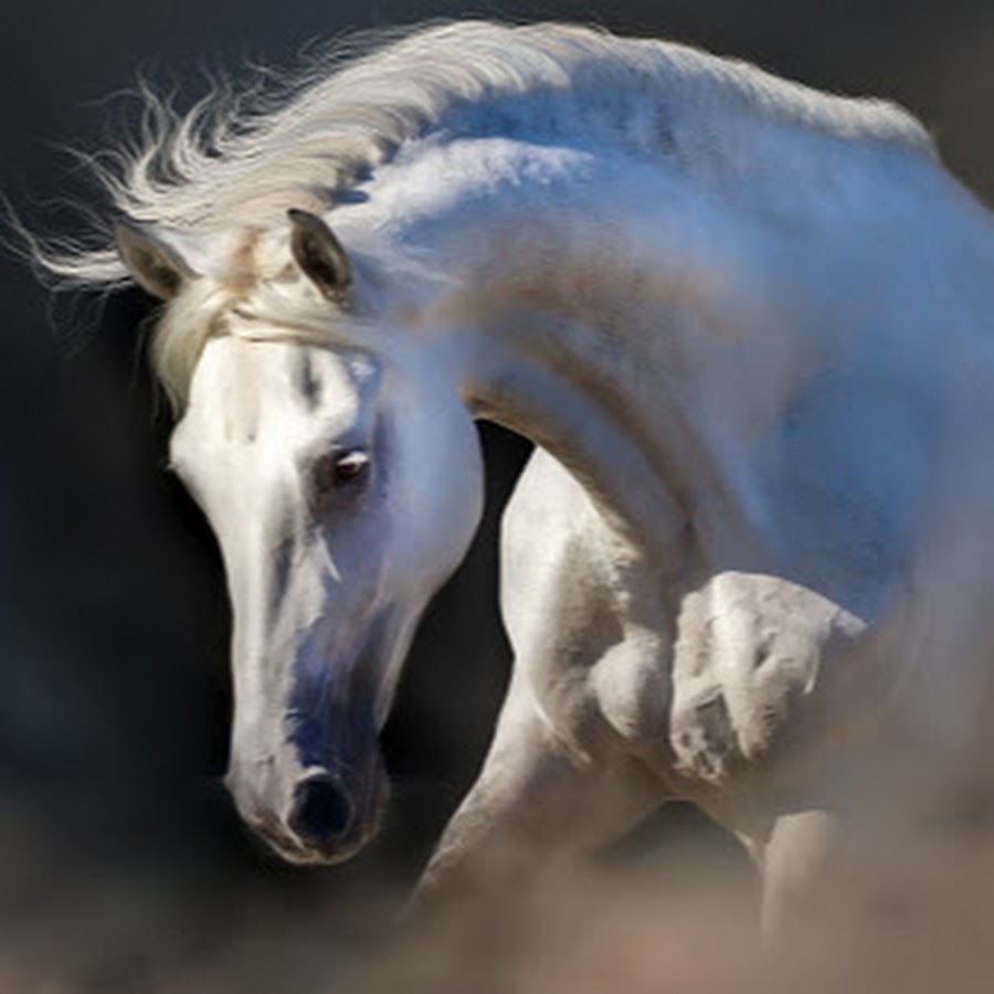 ISTOCK by Getty image портрет лошади
