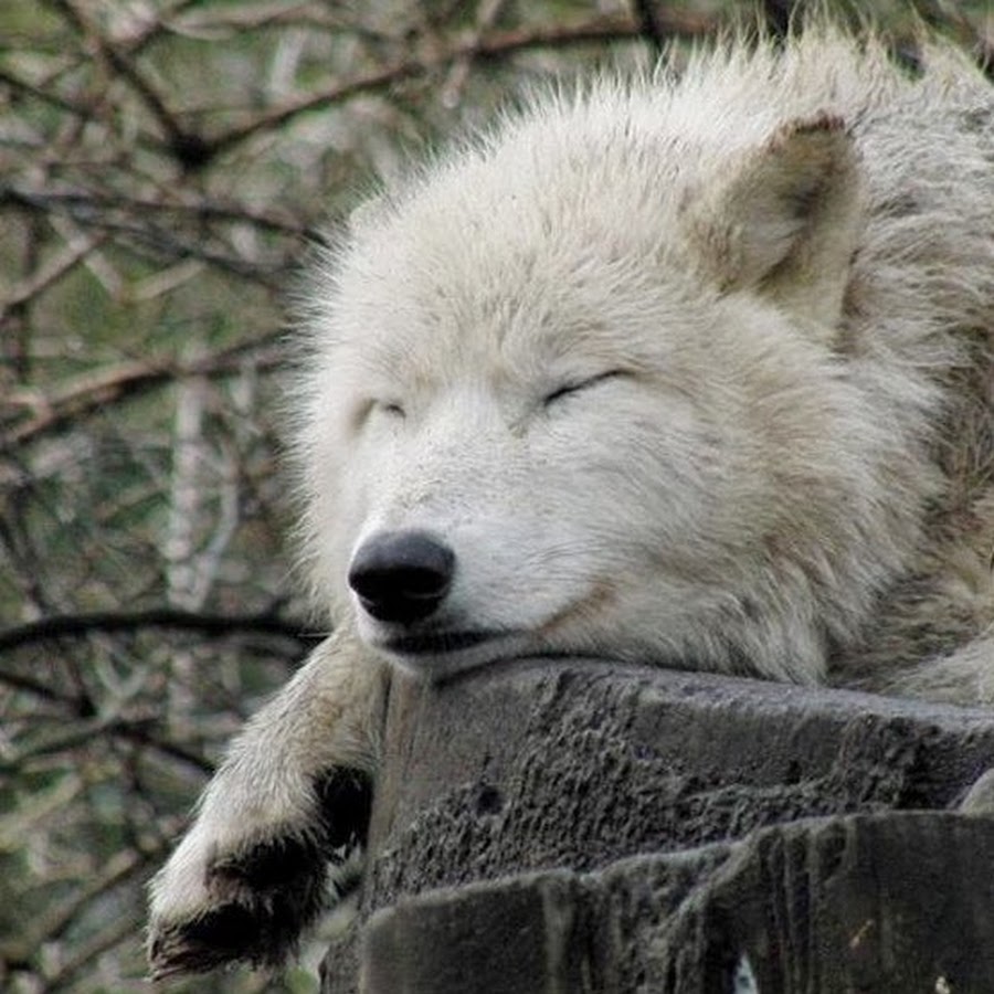 спящие волки. спящие волки. белый волк спит. спящие животные. спящий волчонок.