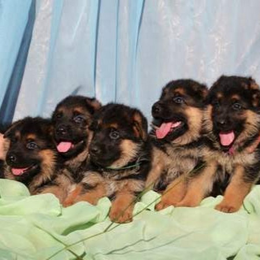 щенки немецкой овчарки 1. щенки немецкой овчарки фото. продаются щенки немецкой овчарки. щенок немецкой овчарки 1. объявление щенков немецкой овчарки.