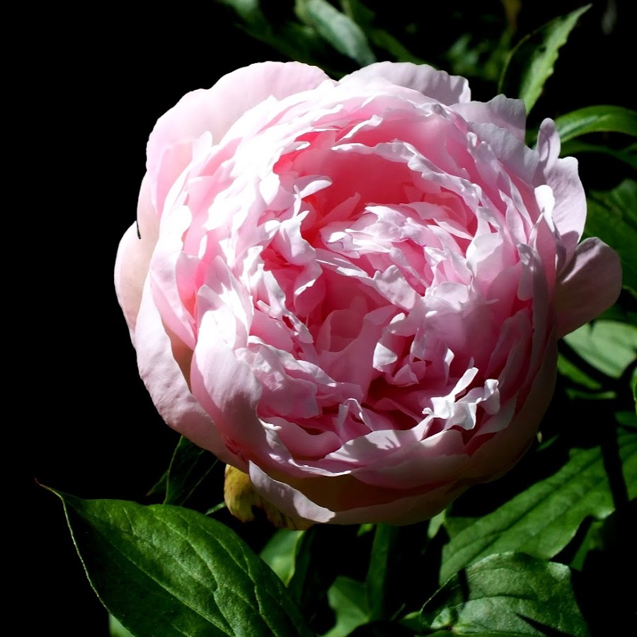 Shadow Pandas - YouTube