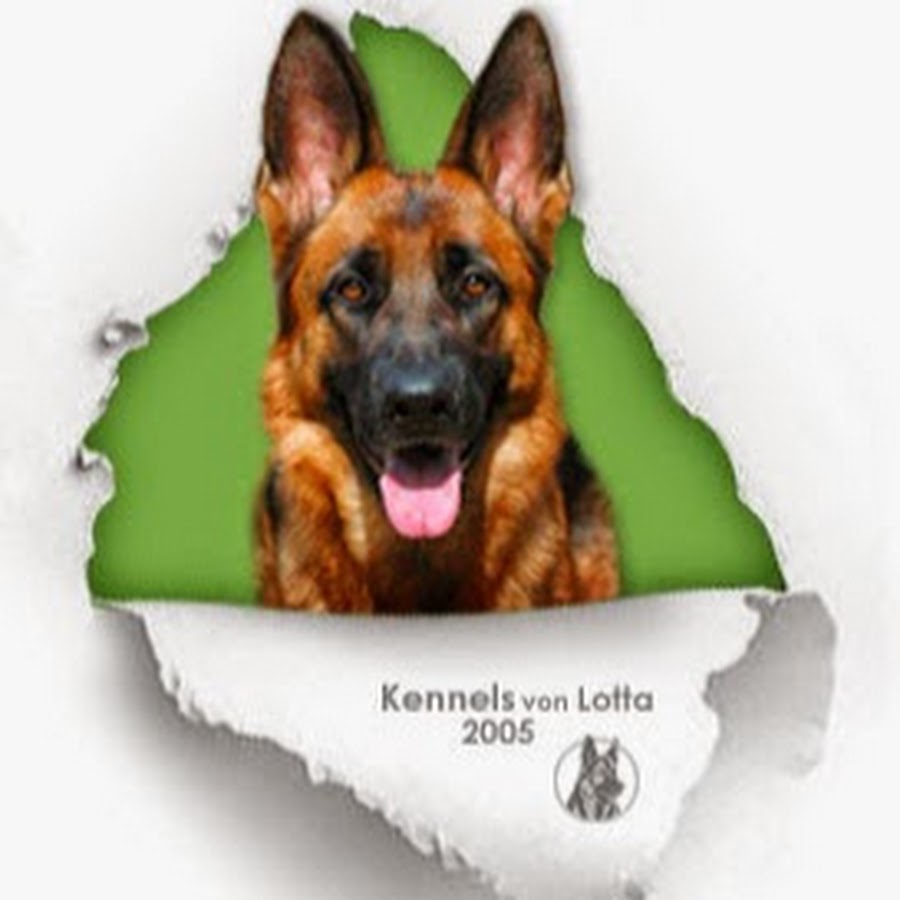 Kennels von Lotta German Shepherds YouTube