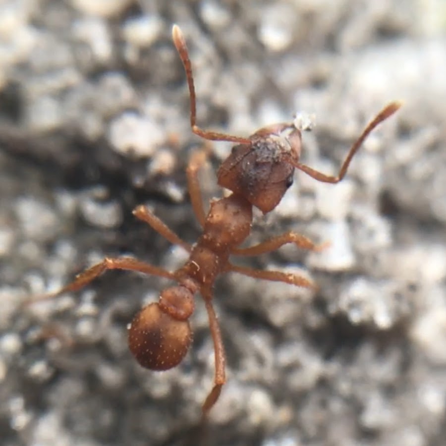 New Jersey Ants YouTube