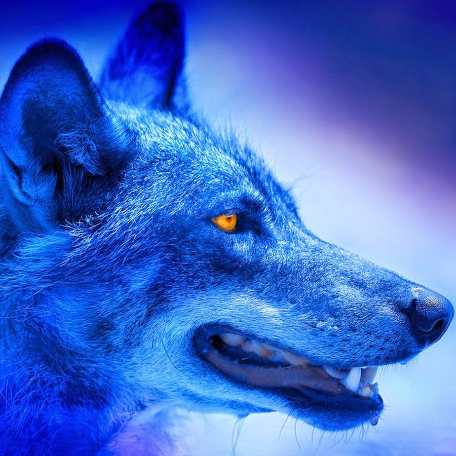 wolf blue - YouTube