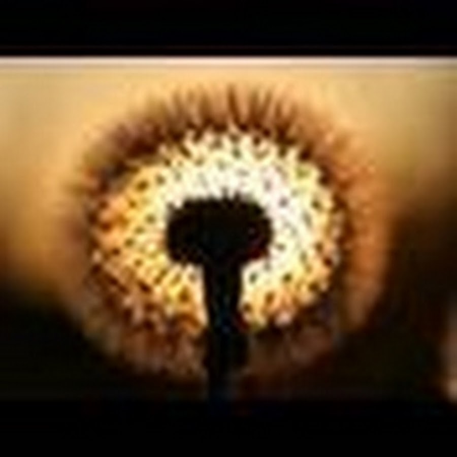 живительный одуванчик. божий одуванчик. песенка про одуванчик. одуванчики песня. одуванчик музыка.