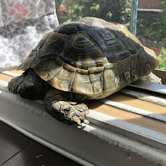 バカボン太