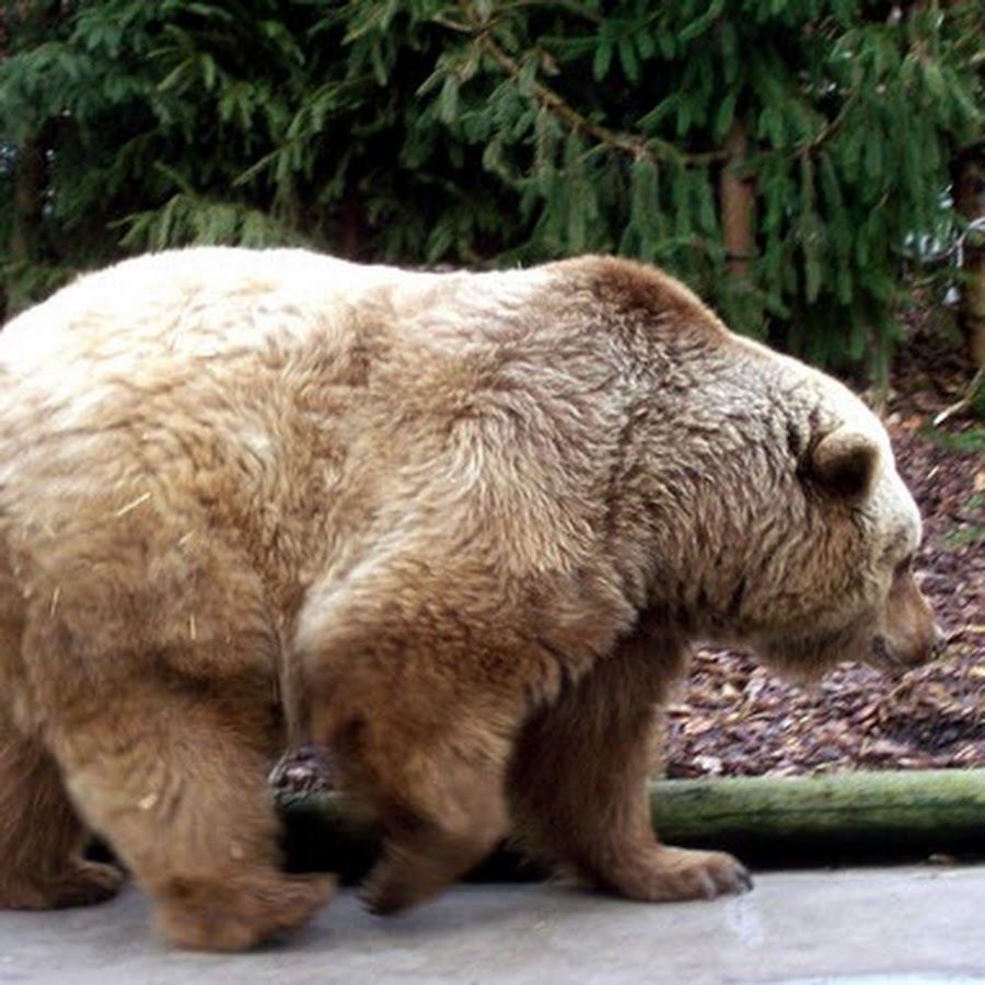 Coral bear. Медведи в Москве. Московский медведь съедобный. Коралловый медведь. Орден медведя.