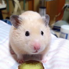 パンナスげぇむ