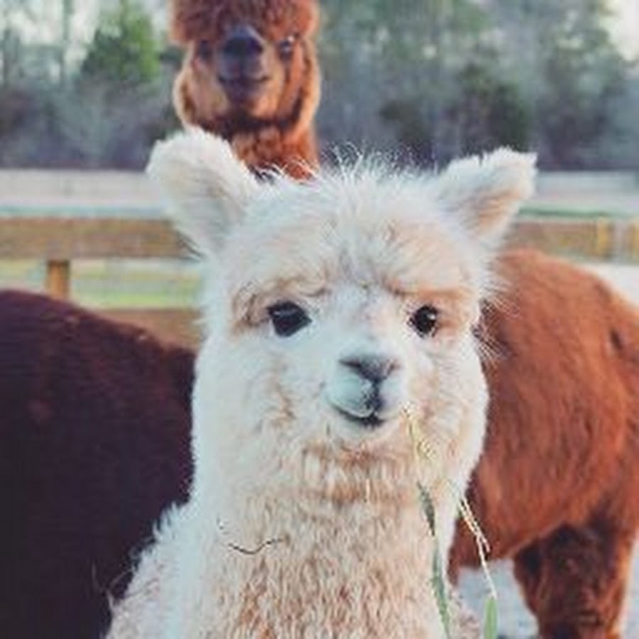 Little girls stewie griffin gets assfucked drunk fuck