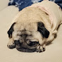 ストーカー犬 ぷぅ [パグ Pug]