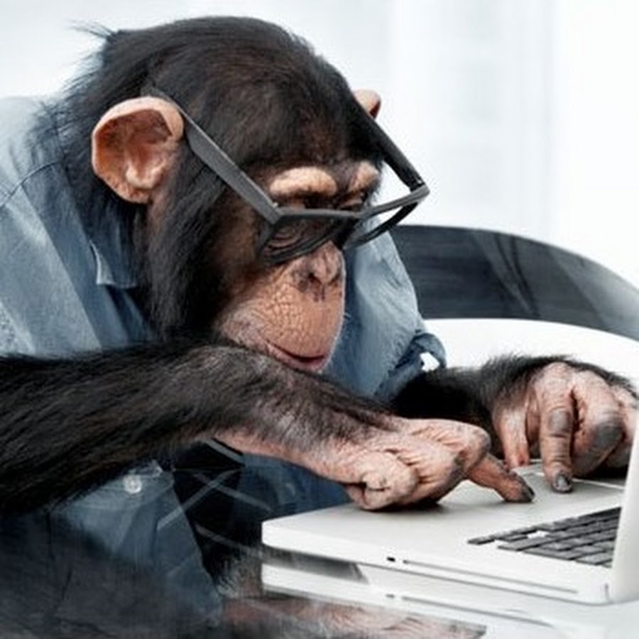 Обезьяна за компьютером картинки