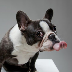 HUMOROUS ANIMALS