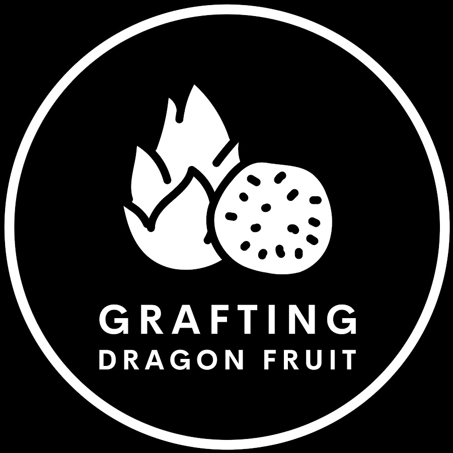 Grafting Dragon Fruit YouTube