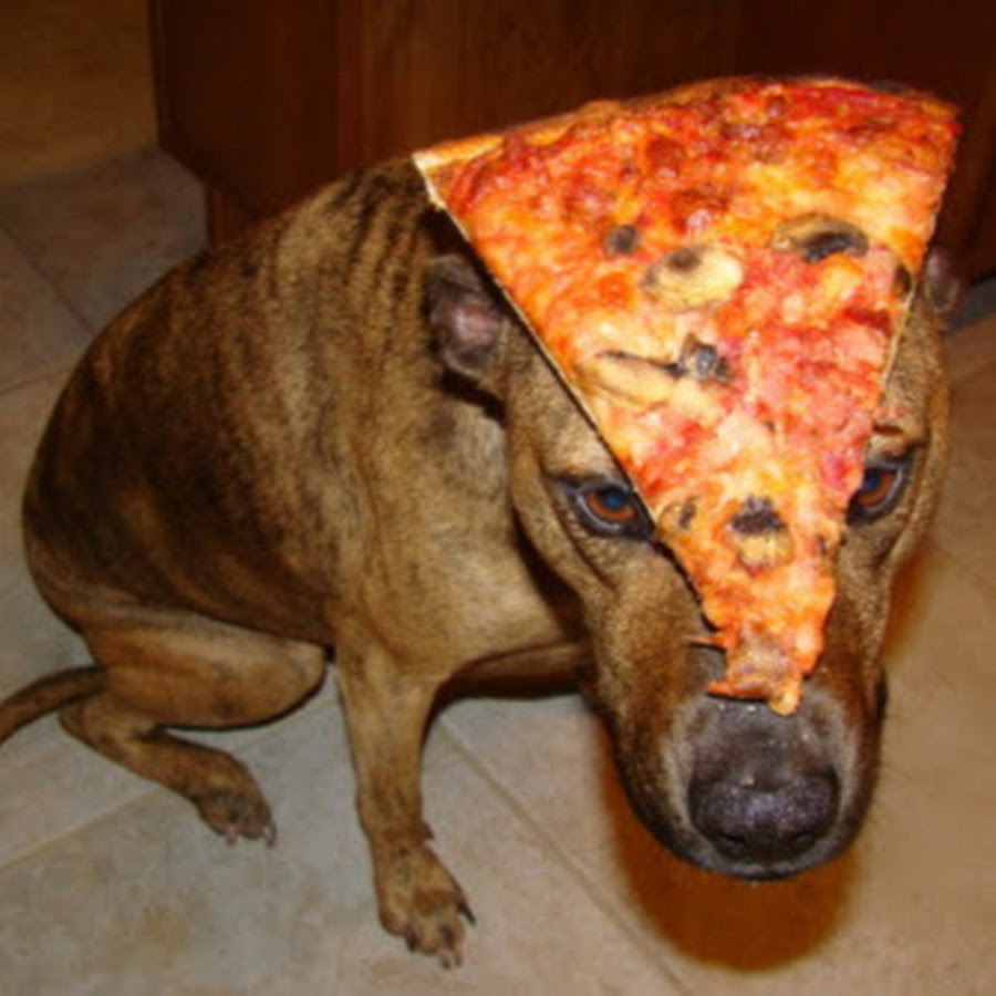 Pizza dog YouTube